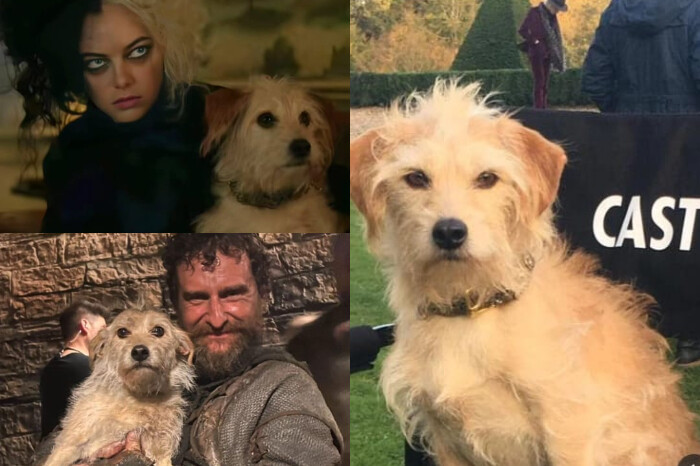 ¿Recuerdas a Bobby? Este perrito es famoso por su aparición en “House of Dragon” y "Cruella"