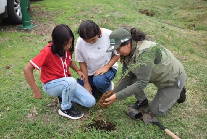 Reforestación, pilar fundamental para restauración de suelos forestales: Cofom