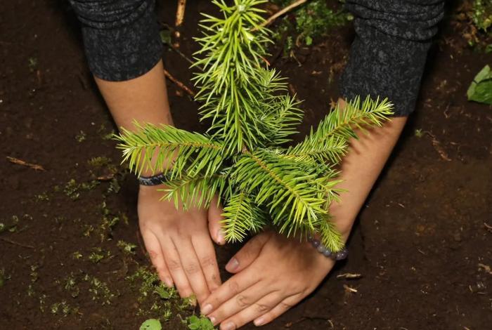 Reforestadas más de 2 mil hectáreas en la Reserva de la Biosfera de la Mariposa Monarca
