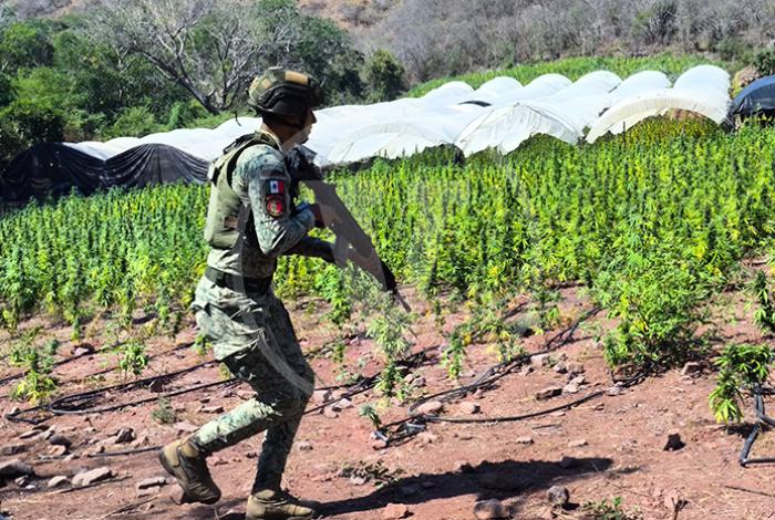 REPORTAJE | En Turicato, el Ejército ubica y destruye cinco plantíos de marihuana