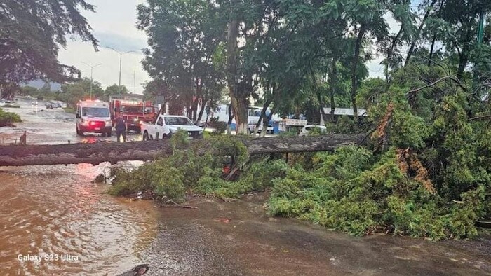 Reportan caída de árboles en el norte de Pátzcuaro