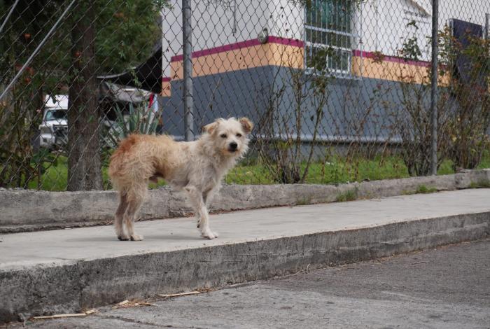 Reportes por maltrato y crueldad animal se concentran en ocho colonias de Morelia