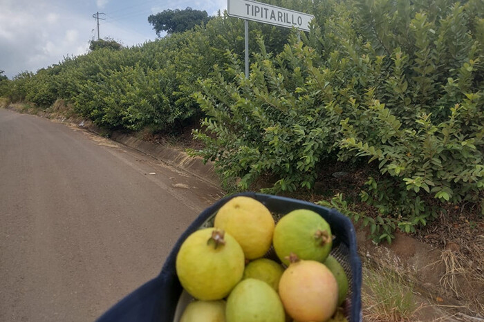 Repunta 7% la producción de guayaba en el primer semestre de 2024