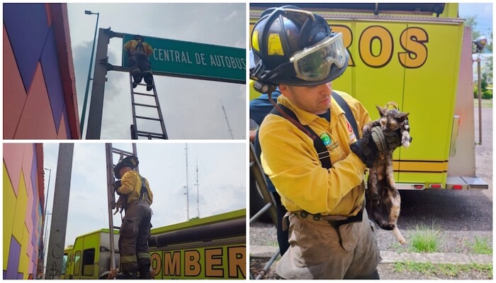 Rescata Bomberos Morelia, gatito en un espectacular