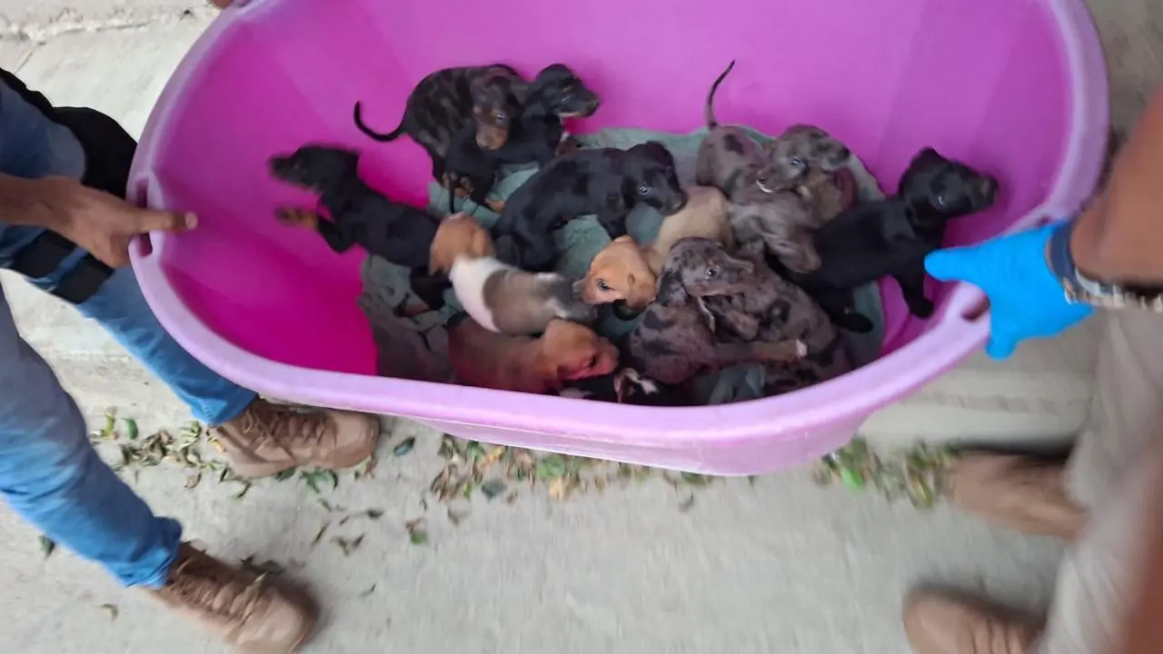Rescata FGE a 117 perritos y 10 felinos maltratados en Marcos Castellanos