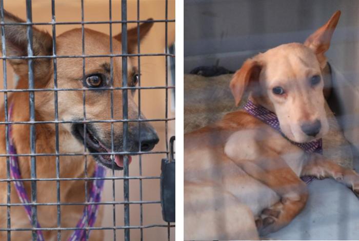 Rescata FGE a dos caninos víctimas de maltrato y abandono, en Morelia