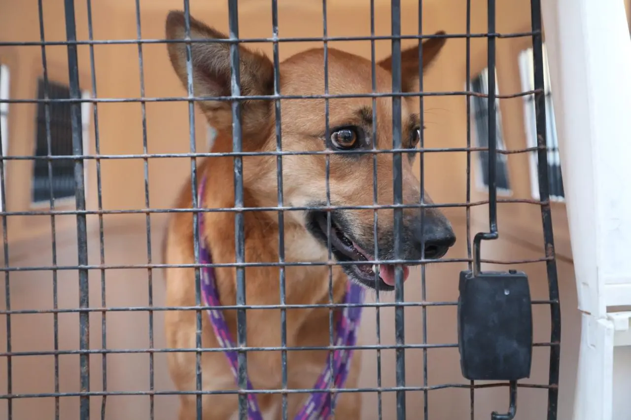Rescata FGE a dos caninos víctimas de maltrato y abandono, en Morelia