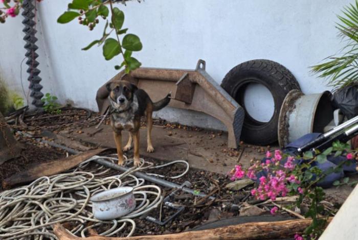 Rescata FGE a ejemplar canino víctima de maltrato animal durante cateo en Zitácuaro