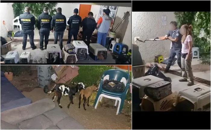 Rescatan a 27 animales que serian sacrificio de santería