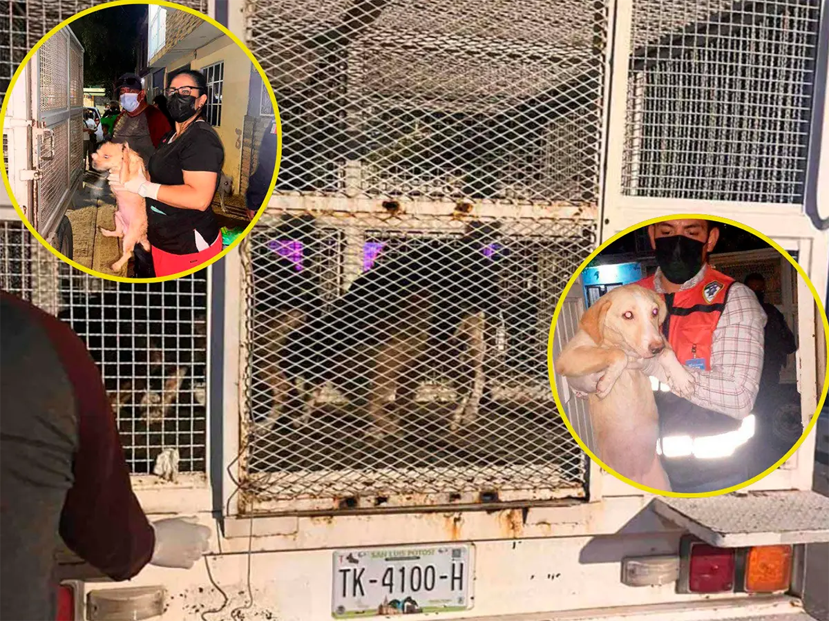 Rescatan a 27 perros en condiciones críticas en SLP; continúan operativos contra el maltrato