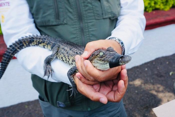 Rescatan a bebé cocodrilo que deambulaba en Tuxpan y cría de boa que viajó en maleta de polizonte