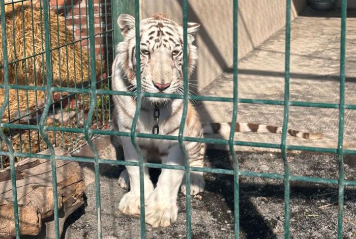 Rescatan a cachorro de tigre de bengala en Ecuandureo