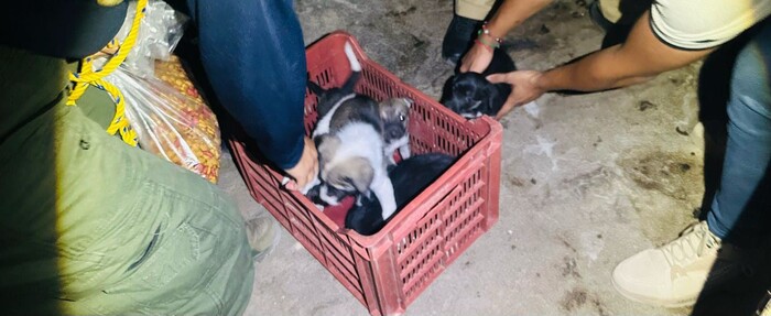 Rescatan a cinco perritos víctimas de crueldad animal