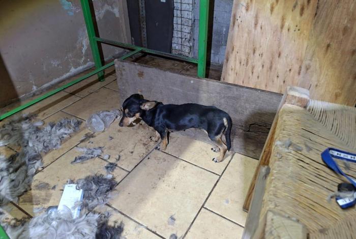 Rescatan a cinco perros maltrat4dos en Apatzingán