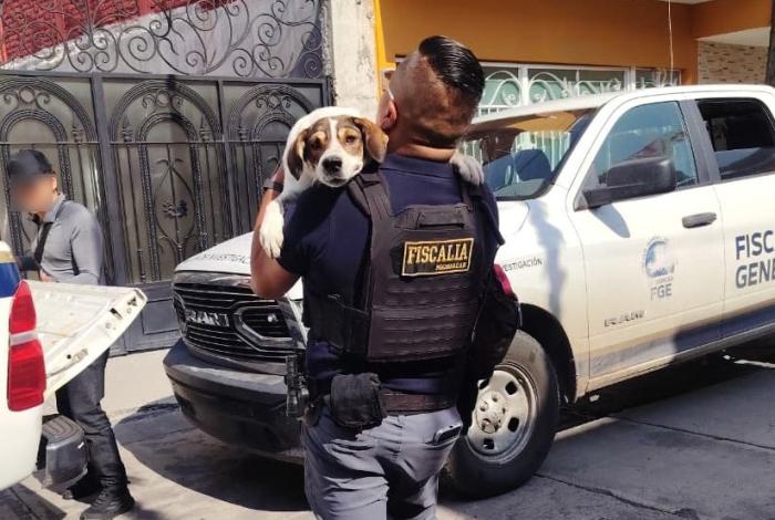 Rescatan a dos canes del abandono y la desnutrición