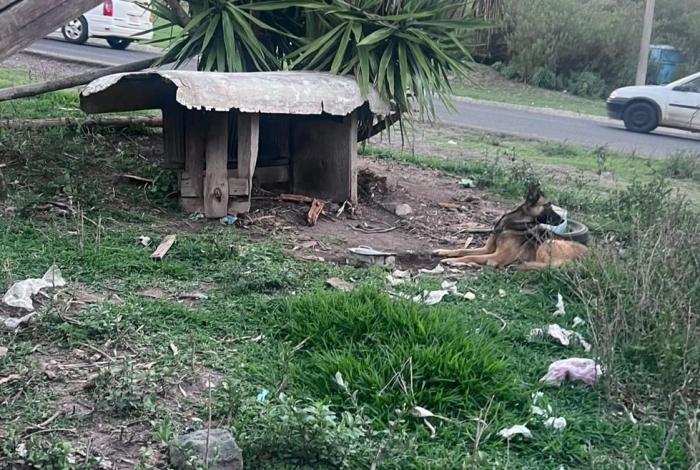 Rescatan a dos perritos en estado de desnutrición, en Hidalgo