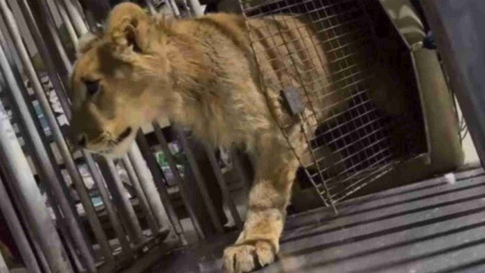 Rescatan a león africano abandonado en Tijuana