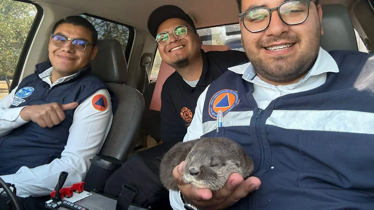 Rescatan a nutria bebé en Guanajuato