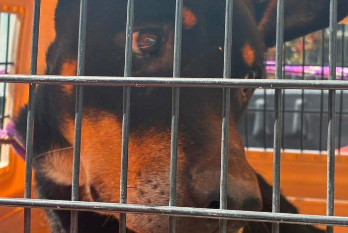 Rescatan a perrito en condiciones de abandono