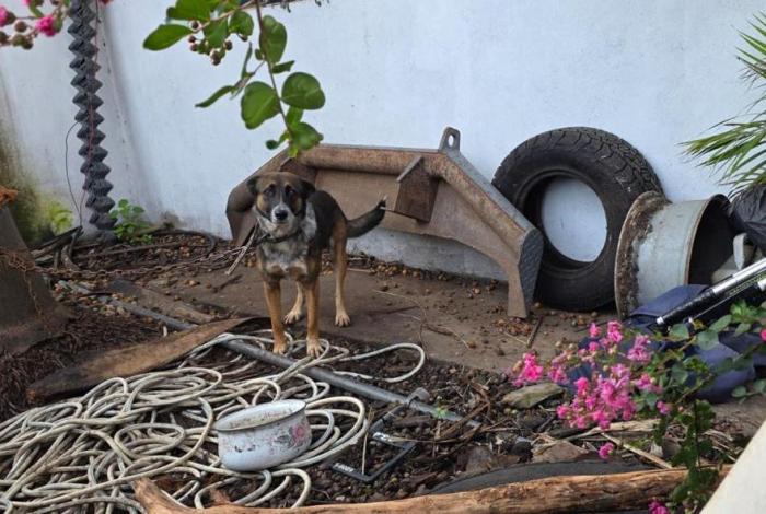 Rescatan a perrito maltr4tado en Zitácuaro