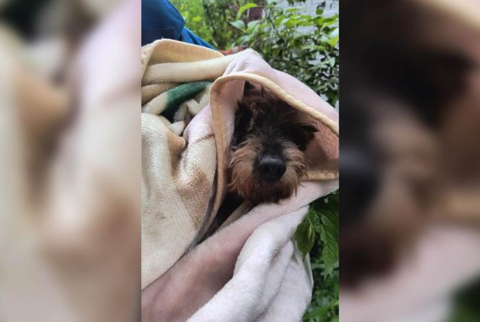 Rescatan a perro atrapado en desnivel, en Morelia