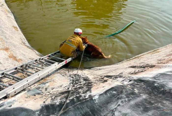 Rescatan a perro que cayó en olla de agua, en Tarímbaro