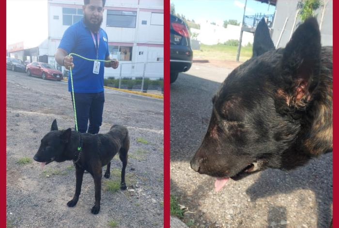 Rescatan a perro que era brutalmente golpeado