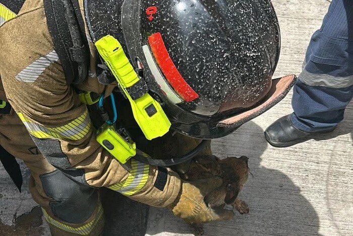 Rescatan a tres perritos de incendio en Morelia