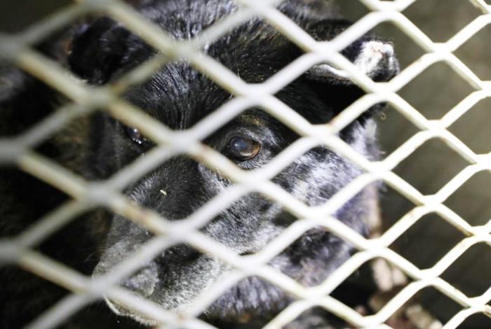 Rescatan a un canino víctima de maltrato animal durante un cateo en la colonia Reforma de Morelia
