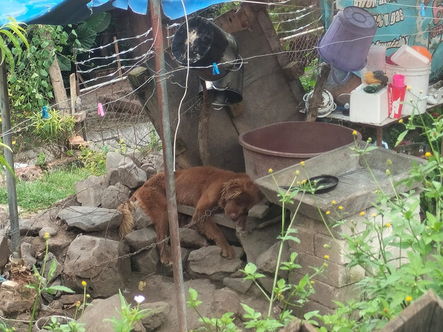 Rescatan a un perrito maltratado en La Piedad