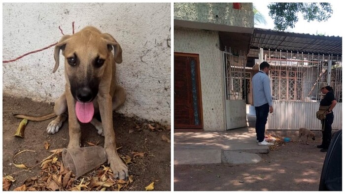 Rescatan a un perro en condiciones de maltrato en Apatzingán