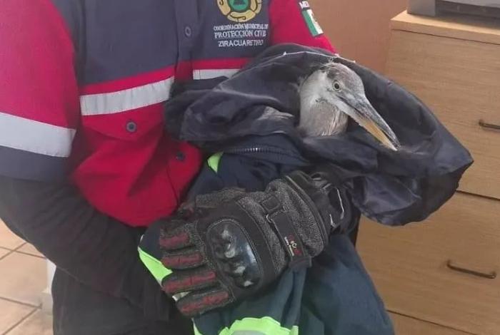 Rescatan a una garza lesionada: estaba en el Centro de Ziracuaretiro