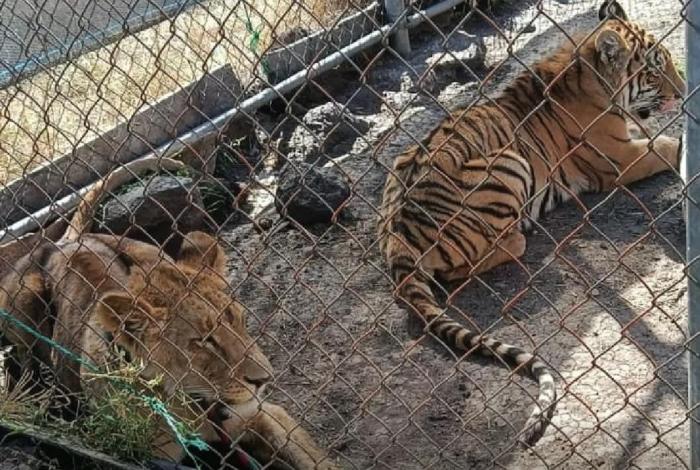 Rescatan a una leona y un tigre aband0nados en Jiquilpan