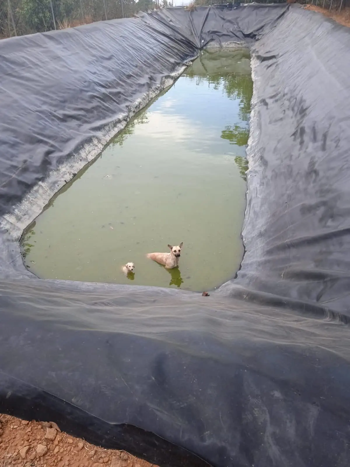 Rescatan bomberos de Tacámbaro a dos perros atrapados en olla agrícola