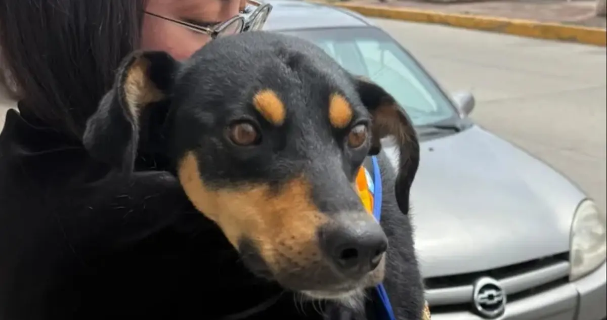 Rescatan en Tulancingo, Hidalgo, a perrito que fue colgado de un árbol por una mujer