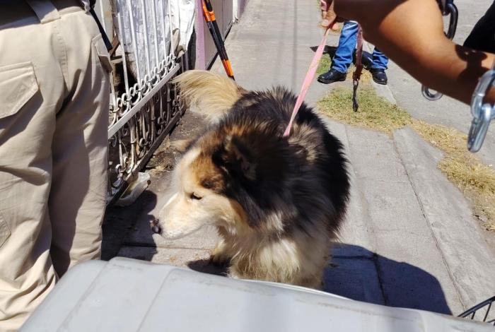 Rescatan husky en abandono tras cateo en Tarímbaro