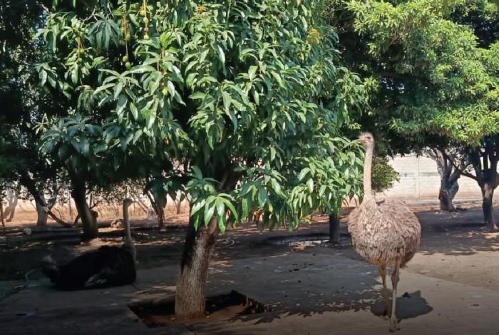 Rescatan venados y avestruces en Huetamo