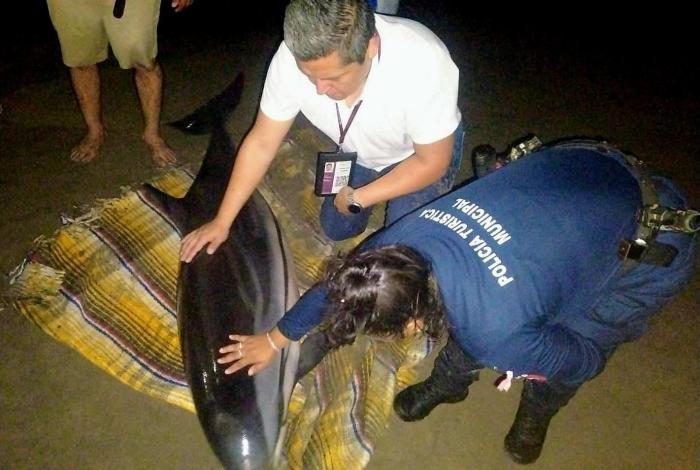 Rescatan y liberan a delfín varado en playa de LC