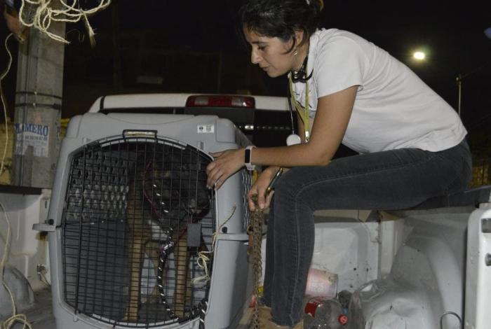 Rescaten a dos canes de maltrato animal