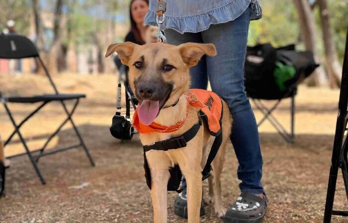 Rescatistas independientes reportan bajas adopciones de perros y gatos este 2025