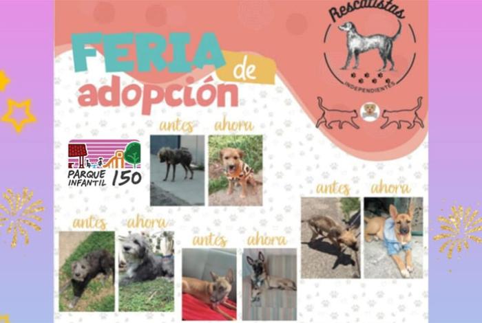 Rescatistas Independientes celebrará Día Mundial del Perro con feria de adopción en Morelia