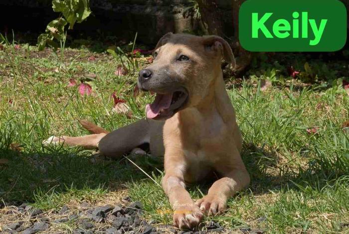 Rescatistas Independientes llaman a Feria de Adopción; lomitos olvidados por larga espera… buscan un humano