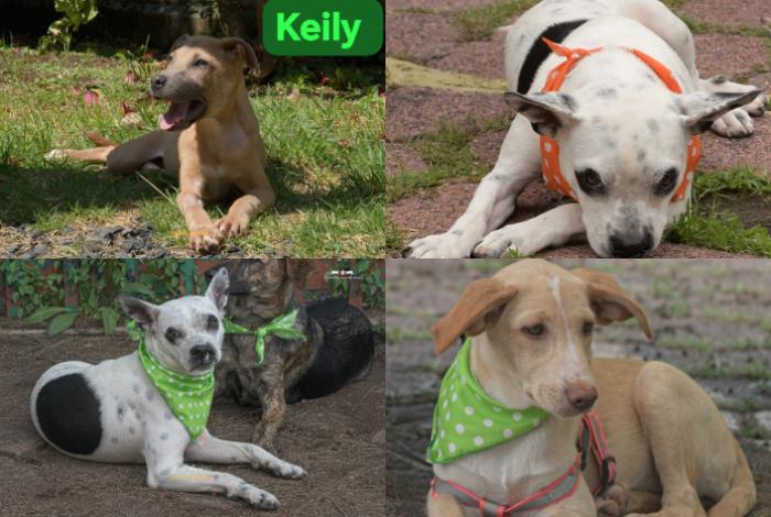 Rescatistas Independientes llaman a feria de adopción de perros que llevan mucho esperando por una familia