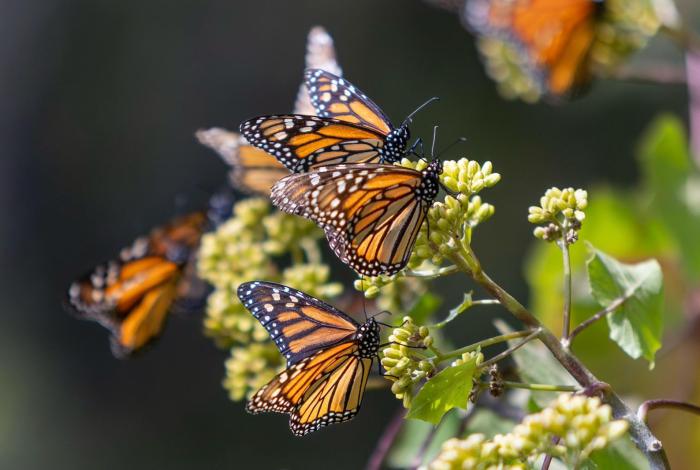 Reserva de la Biosfera Mariposa Monarca cumple 18 años como Patrimonio Mundial