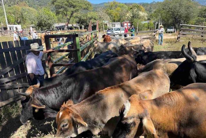 Saderm apoya a productores ganaderos con vacunación bovina