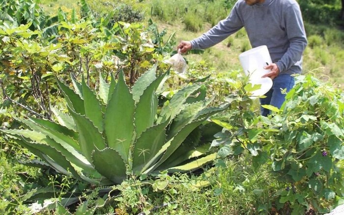 SADERMA apoya a productores de la zona rural de Morelia en combate a plagas