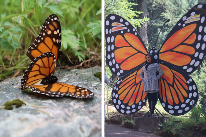 Se esperan miles de turistas en los santuarios de la mariposa monarca, que hoy abrieron en Michoacán