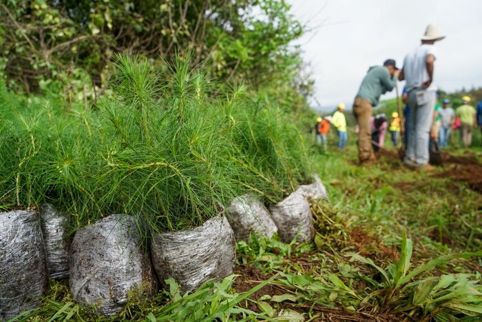 Se han entregado 3 millones de árboles para reforestar Michoacán