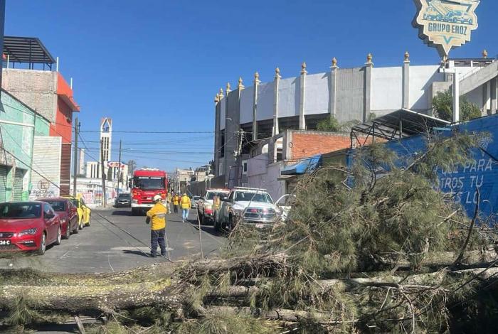 Se registra caída de árbol en la colonia Nueva Valladolid, Morelia