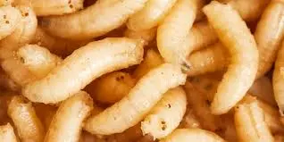 Se registra en México la primera muerte ligada por el gusano barrenador